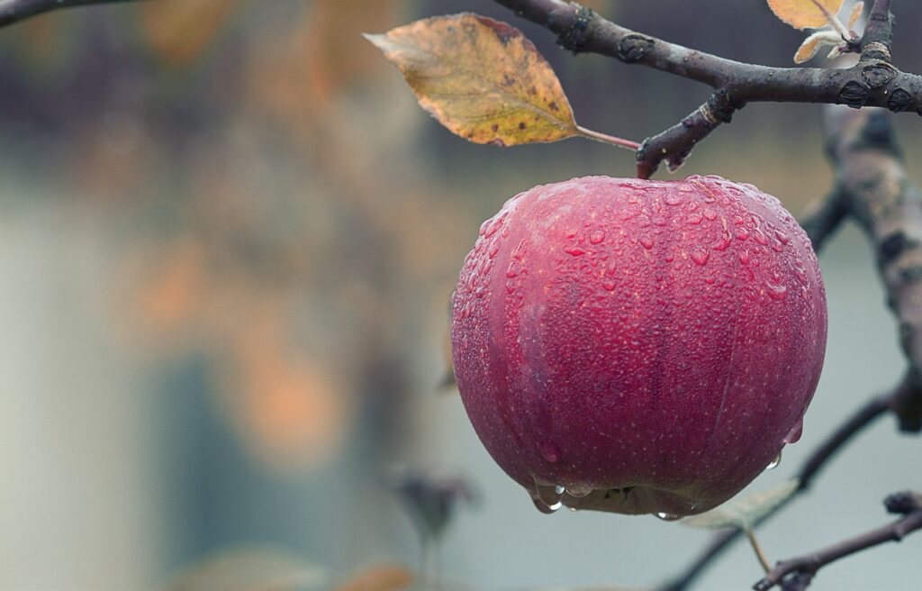 Fritidsinteresser kan være mange ting fx at dyrke æbler