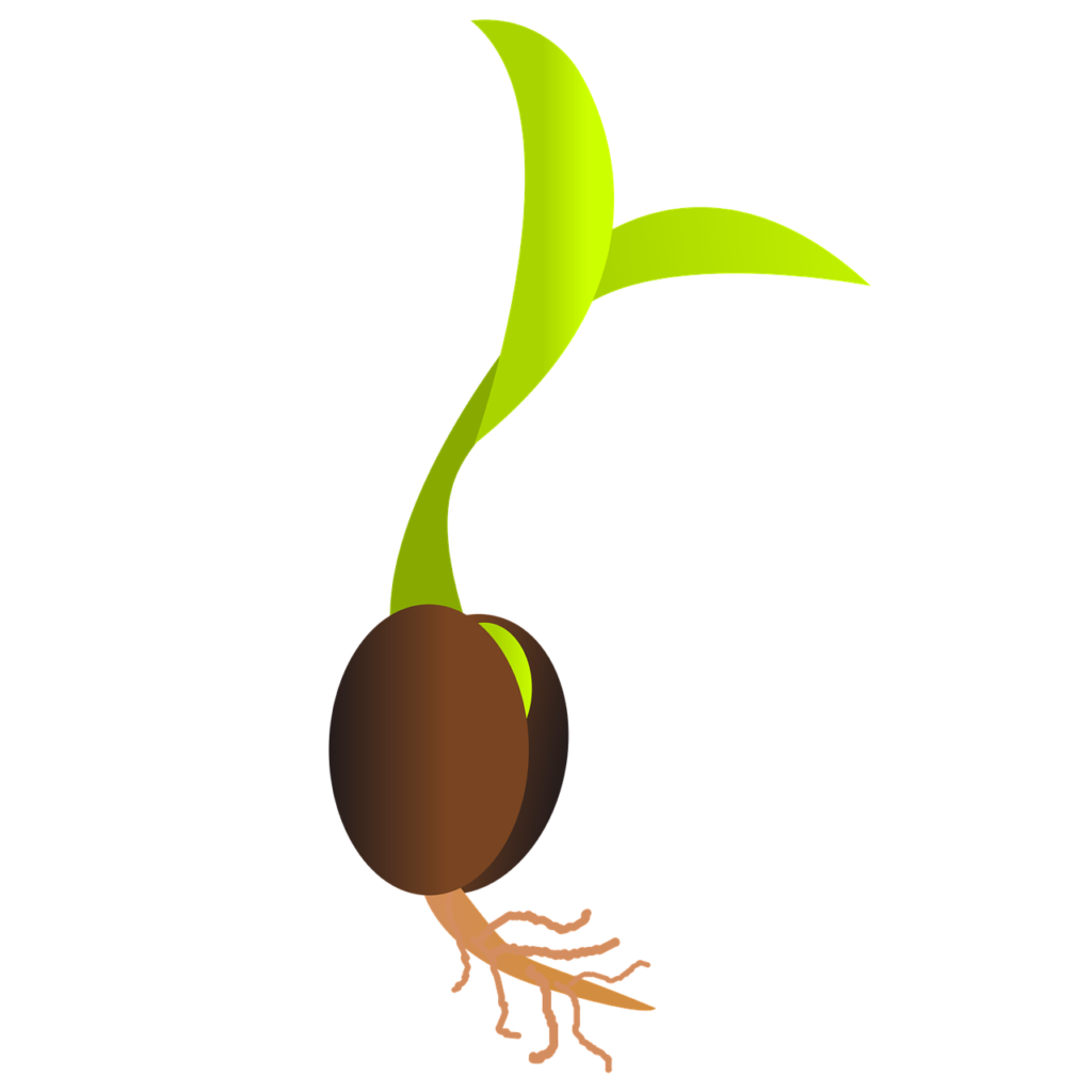 Et frø der spirer